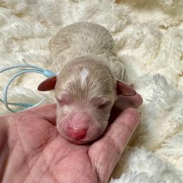Boy 1 - Apricot male Goldendoodle puppy in Haltom City, Texas from Ohana Doodles
