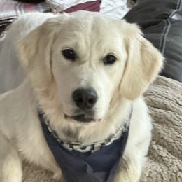 Macy - Golden Retriever
