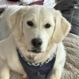 Macy - Golden Retriever