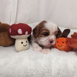 Sugar n Spice - Blenheim female Cavalier King Charles Spaniel puppy in Seymour, Missouri from Painted Blessing's AKC Cavaliers LLC