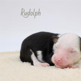 Rudolph - Black and white male Aussiedoodle puppy in Foxworth, Mississippi from Ten Mile Aussies