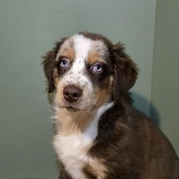 Cocoa - Red merle female Australian Shepherd puppy in Peach Bottom, Pennsylvania from Arcadia Australian Shepherds