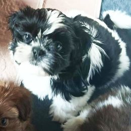 Shih Tzu Puppies from Mia AKC Shih Tzus