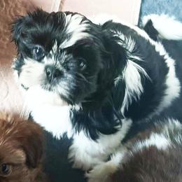 Shih Tzu Puppies from Mia AKC Shih Tzus