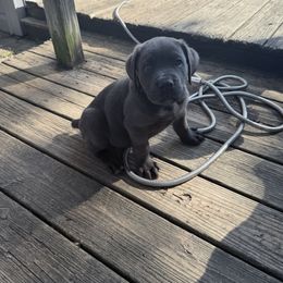 Cane Corso Puppies from Aries Legecy Cane Corso