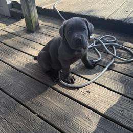 Cane Corso Puppies from Aries Legecy Cane Corso