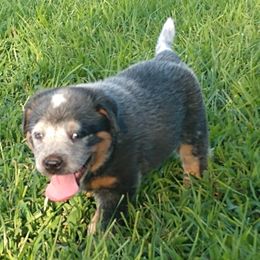 Australian Cattle Dog Puppies from Cindy McKinney's Australian Cattle Dogs