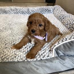 Purple Girl - Red female Cavapoo puppy in Sugarcreek, Ohio from True Hearted Doodles
