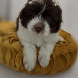 Bunny - Parti female Goldendoodle puppy in Decatur, Tennessee from Diamond's Doodles