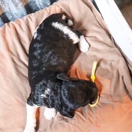 Poodle Puppies from BC’s Poodles on the Mountain