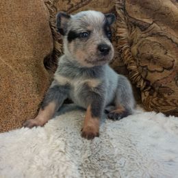Otter - Blue speckled male Australian Cattle Dog puppy in Mena, Arkansas from Red Desert Australian Cattle Dogs