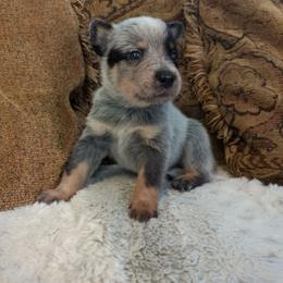 Otter - Blue speckled male Australian Cattle Dog puppy in Mena, Arkansas from Red Desert Australian Cattle Dogs