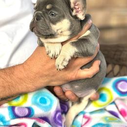 Bulldog and French Bulldog Puppies from Kansas Grand St English & French Bulldogs