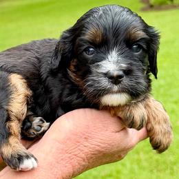 Max - Tri-color male Cavapoo puppy in Newville, Alabama from Southeast cavapoos