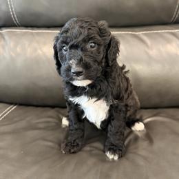 Nessie- Chocolate and White- Female - Chocolate female Goldendoodle puppy in Wickenburg, Arizona from Gentle Paw Goldendoodles