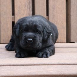 OAK - Black male Labrador Retriever puppy in Camden, Indiana from Prebleridge Acres