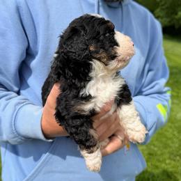 Collin's - Tri-color male Bernedoodle puppy in Warrensburg, Missouri from Dreamer Ridge Puppies