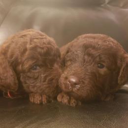 Goldendoodles and Golden Retrievers from 07 Seven Oaks Goldens and Doodles