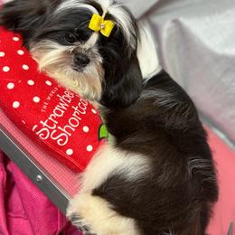 Akc Charming ( read full description) - Black and white male Shih Tzu puppy in Roseville, Michigan from Diamond Paws LLC