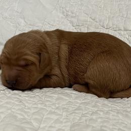 Girl 1 - Dark golden female Golden Retriever puppy in Centerburg, Ohio from Future Hope Goldens