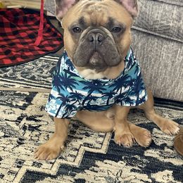 Loki - French Bulldog