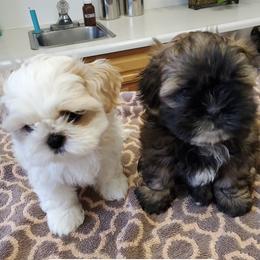 Shih Tzu Puppies from Trinity Shihtzu's So Calif