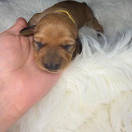 Male mini dachshund 1,650 - Wheaten male Dachshund puppy in Temecula, California from Odie and Ollie the Weiners