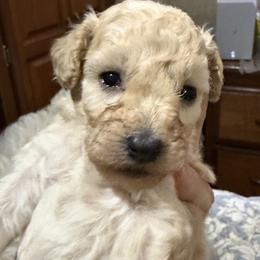 White boy 1 - White male Poodle puppy in Birmingham, Alabama from Stormborn