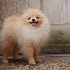 Elfie Delfie - Cream parti female Pomeranian puppy in Brooklyn, New York from Svitlana's Pomeranians