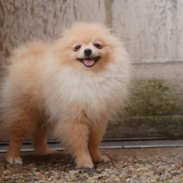 Elfie Delfie - Cream parti female Pomeranian puppy in Brooklyn, New York from Svitlana's Pomeranians