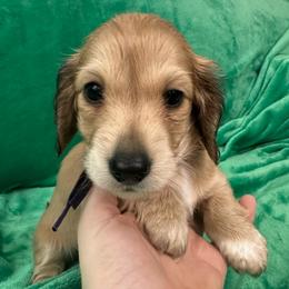 Velma - Cream female Dachshund puppy in Memphis, Tennessee from River City Doxies
