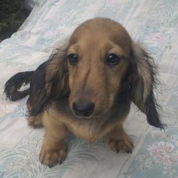 DB Pucell Saraband (Sara) - Cream female Dachshund puppy in Summerfield, Florida from D & B Ranchette