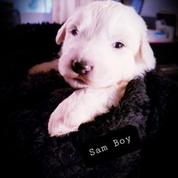 Great Pyrenees Puppies from Rusty Horse Ranch Great Pyrenees