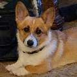 Annie - Pembroke Welsh Corgi