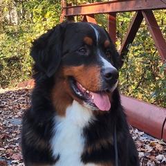 Bernese Mountain Dogs from Neel Haus Berners