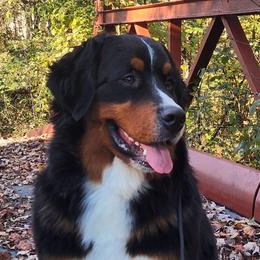 Bernese Mountain Dogs from Neel Haus Berners