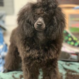 "Mari" Poodle Puppies from Clarion Poodles