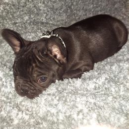 French Bulldog Puppies from Absolute Frenchie Connection