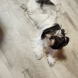 Mia - Shih Tzu