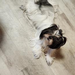 Mia - Shih Tzu