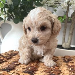 FERRARI - Cream male Maltipoo puppy in Spring, Texas from GlamPaw Maltipoos