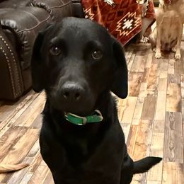 Ozzie - Labrador Retriever