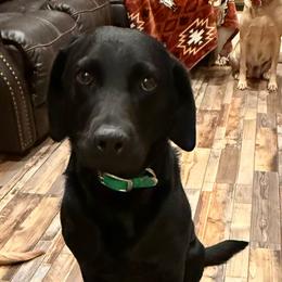 Ozzie - Labrador Retriever