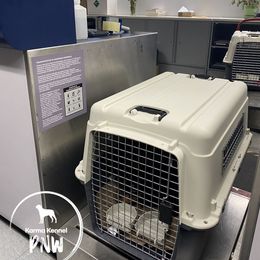 Rottweiler Puppies from KarmaKennelPNW