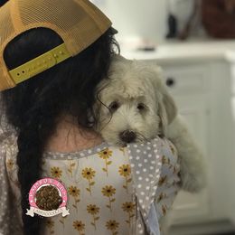 Australian Labradoodle Puppies from Rainbow Row Labradoodles