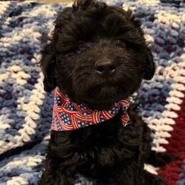 Gru Boy 2 - Black male Labradoodle puppy in Churchill County Fallon, Nevada from Card Family Ranch