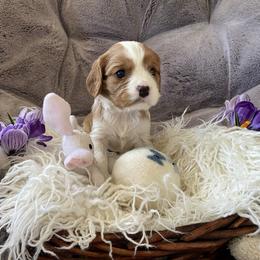 Cavalier King Charles Spaniel Puppies from Heart of a Cavalier