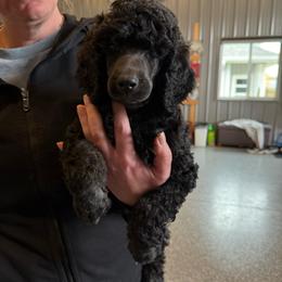 Boy 2 - Phantom male Poodle puppy in Wentworth, South Dakota from PaintersPreciousPoodles