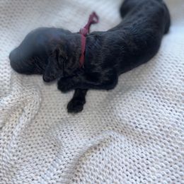 Rumble. - Black male Poodle puppy in Houston, Texas from The Standards