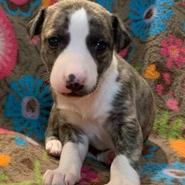Whippet Puppies from Liberty Whippets